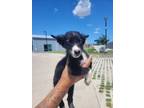 Adopt Mary a Husky, Mixed Breed