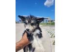 Adopt Belladonna Took a Husky, Mixed Breed