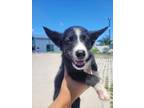 Adopt Gimli a Husky, Mixed Breed