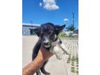 Adopt Galadriel a Husky, Mixed Breed
