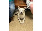 Adopt Abby a German Shepherd Dog, Husky