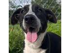 Adopt Morticia a Australian Cattle Dog / Blue Heeler