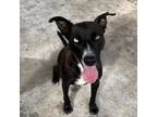 Adopt Hetera a Labrador Retriever