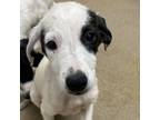 Adopt August a Hound