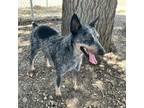 Adopt Hope a Australian Cattle Dog / Blue Heeler