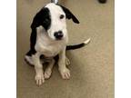 Adopt Andie a Hound