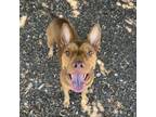 Adopt Skyler a Terrier