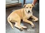 Adopt Missy a Cattle Dog, Pit Bull Terrier