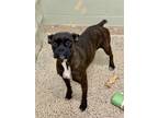 Adopt Leannah a Boxer