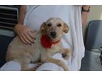 Adopt Virginia a Australian Cattle Dog / Blue Heeler