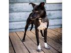 Adopt London a Australian Kelpie, Terrier