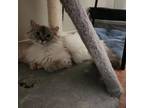 Adopt Lovie a Domestic Long Hair, Himalayan