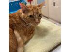 Adopt Aqua a Domestic Short Hair