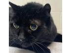 Adopt Jazzy a Domestic Short Hair