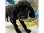 Adopt Perdita a Golden Retriever, Dalmatian