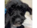 Adopt Freckles a Golden Retriever, Dalmatian
