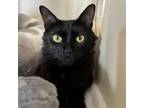 Adopt Cornelia a Domestic Long Hair