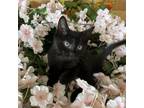 Adopt Cornhusk a Domestic Short Hair