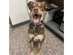 Adopt Cortana a Mixed Breed, Australian Shepherd