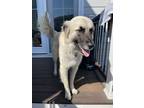 Adopt Meredith a Great Pyrenees