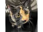 Adopt Calypso a Domestic Short Hair