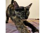 Adopt Stitch a Domestic Short Hair