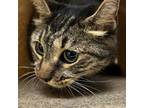 Adopt 20679 a Domestic Short Hair