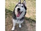 Adopt Quinn a Husky