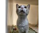 Adopt Alpha a Domestic Short Hair