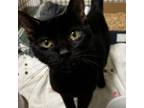 Adopt Laverne a Domestic Short Hair