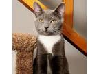 Adopt Evie a Russian Blue