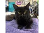 Adopt Flora a Domestic Long Hair