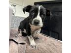 Adopt Barrel a Mixed Breed