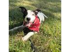 Adopt Blueberry a Hound, American Staffordshire Terrier