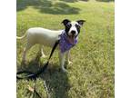 Adopt Guava a Hound, American Staffordshire Terrier