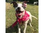 Adopt Peach a Hound, American Staffordshire Terrier