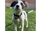 Adopt Apricot a Hound, American Staffordshire Terrier