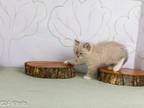 Spruce Form Tree Top II Kittens