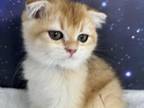 Tulip Scottish Fold Golden Ticked Girl