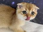 Thyme Scottish Fold Golden Ticked Boy