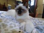 Presley Male Ragdoll Hybrid