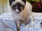 Male Ragdoll Hybrid Dude
