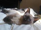 Female Ragdoll Hybrid Mavis