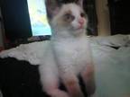 Female Ragdoll Hybrid Freya