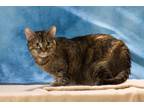 Adopt Minerva a Domestic Short Hair