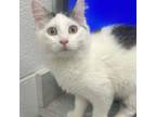 Adopt Stella a Domestic Medium Hair