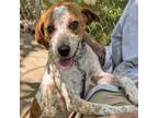 Adopt Rita a Beagle