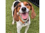 Adopt Brioche a Hound