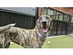 Adopt Minnie Mouse a Anatolian Shepherd, Mixed Breed