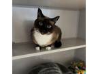Adopt Mimi a Siamese